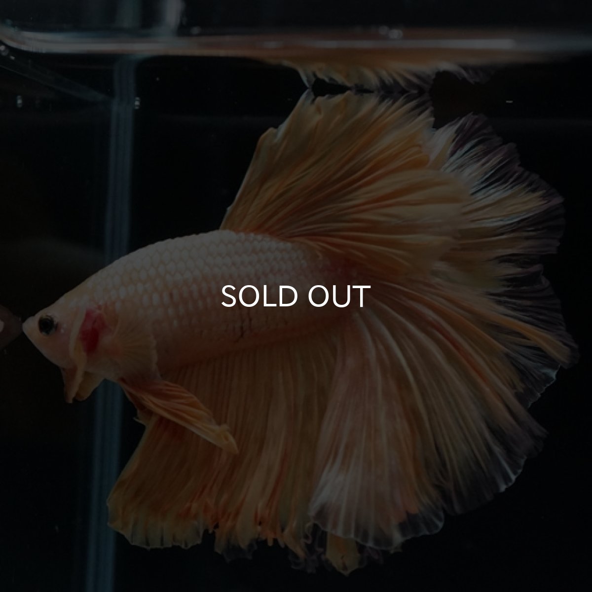 画像3: HM  イエロードラゴン ローズテール (3)