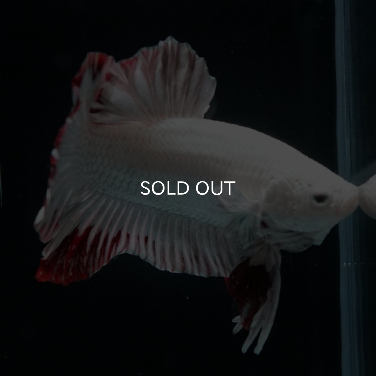 画像4: HMPK プラチナレッドドラゴン スノー (4)