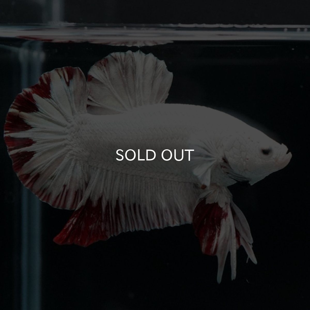 画像3: HMPK プラチナレッドドラゴン スノー (3)