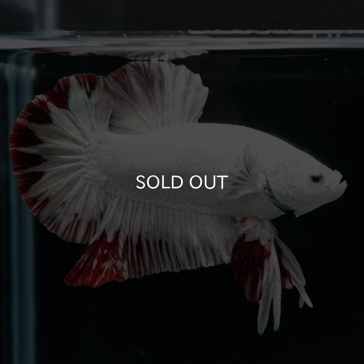 画像2: HMPK プラチナレッドドラゴン スノー (2)