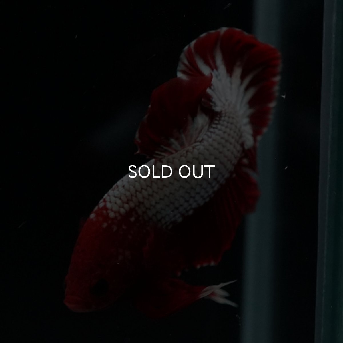 画像8: HMPK　ヘルボーイ　ホワイトスケール (8)