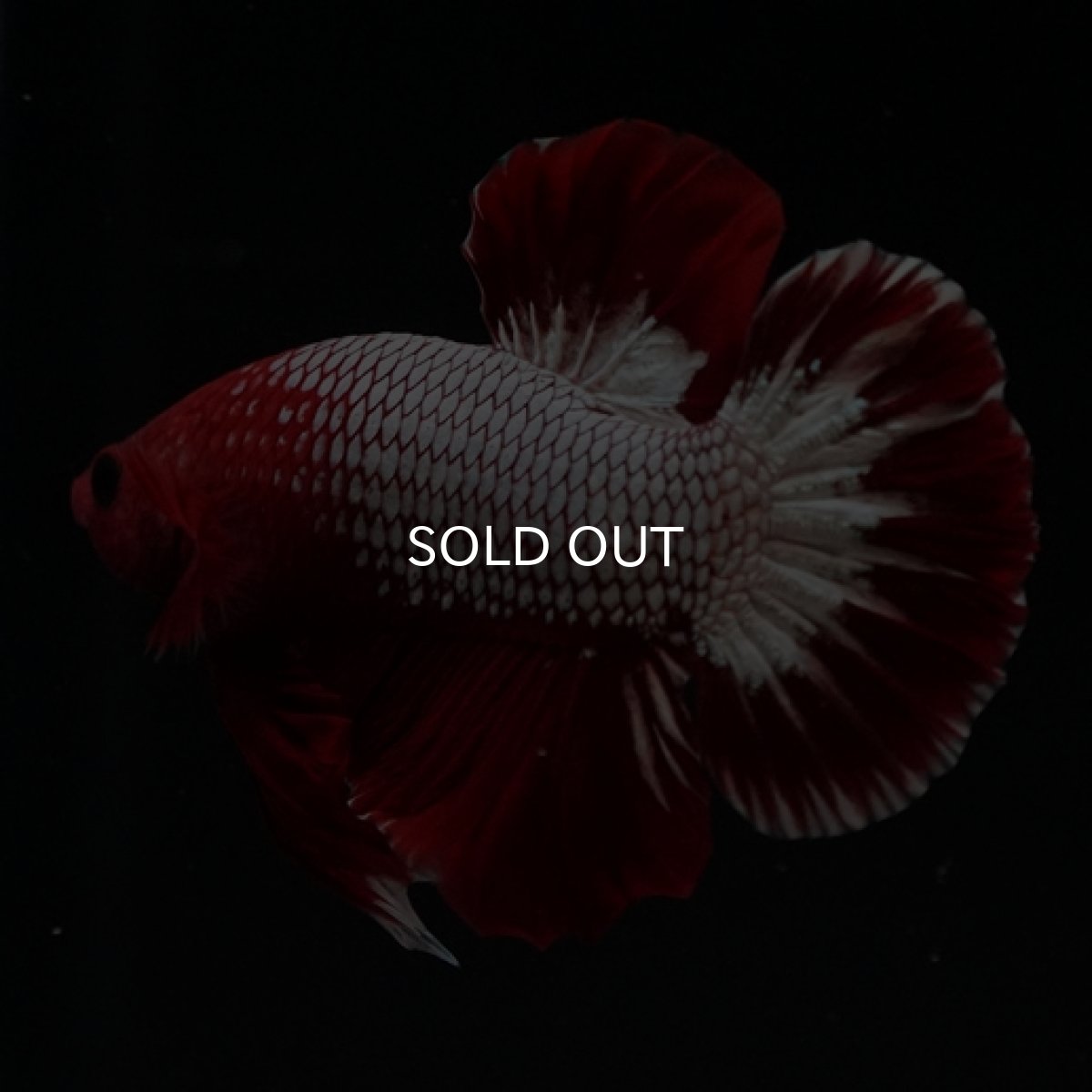 画像7: HMPK　ヘルボーイ　ホワイトスケール (7)