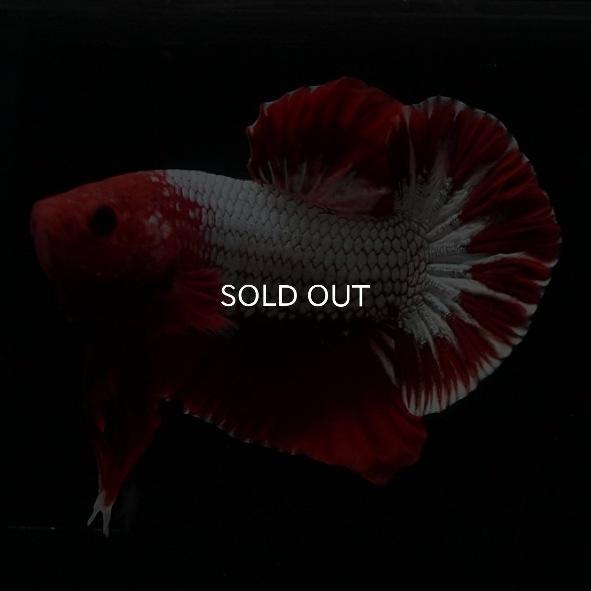 画像6: HMPK　ヘルボーイ　ホワイトスケール (6)