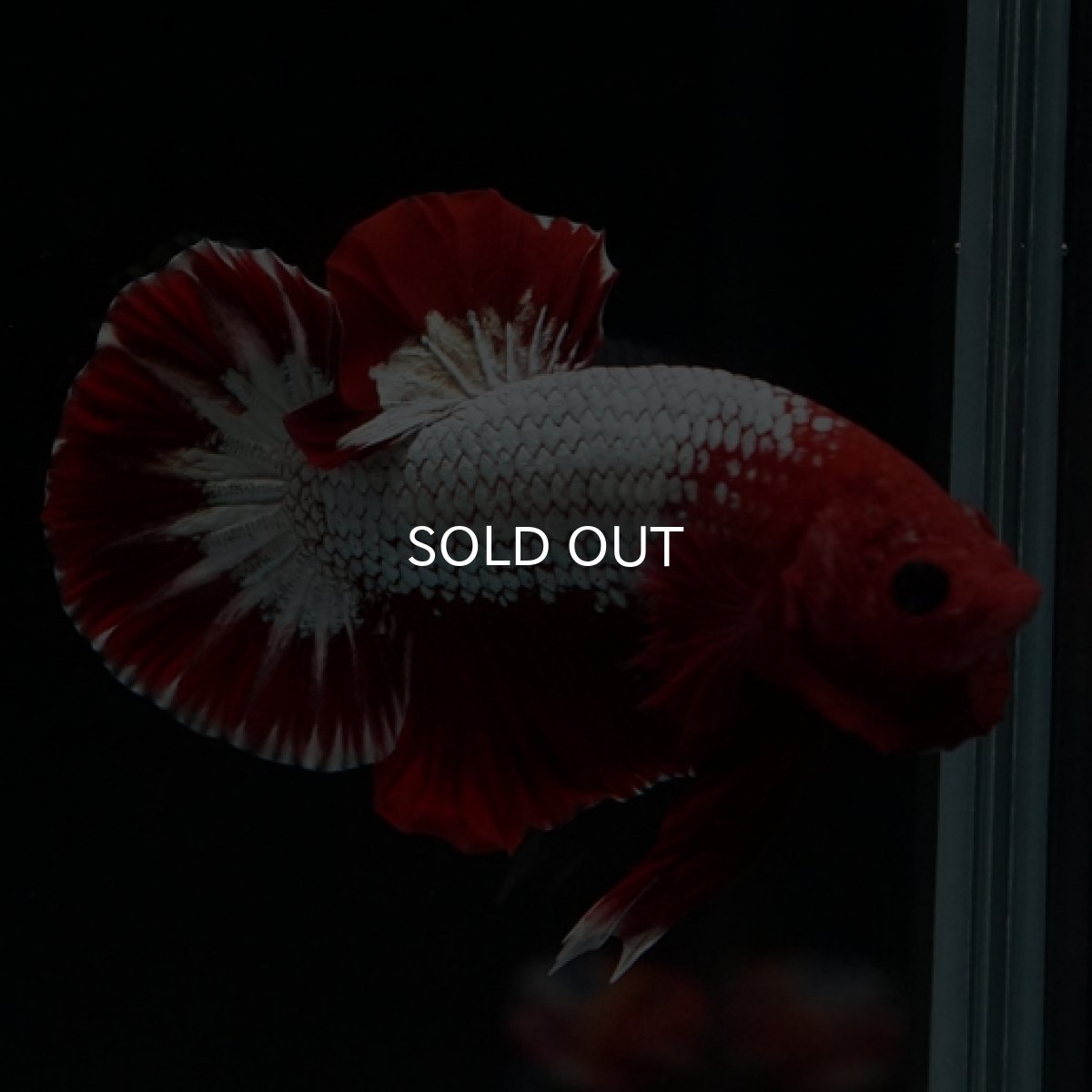 画像5: HMPK　ヘルボーイ　ホワイトスケール (5)