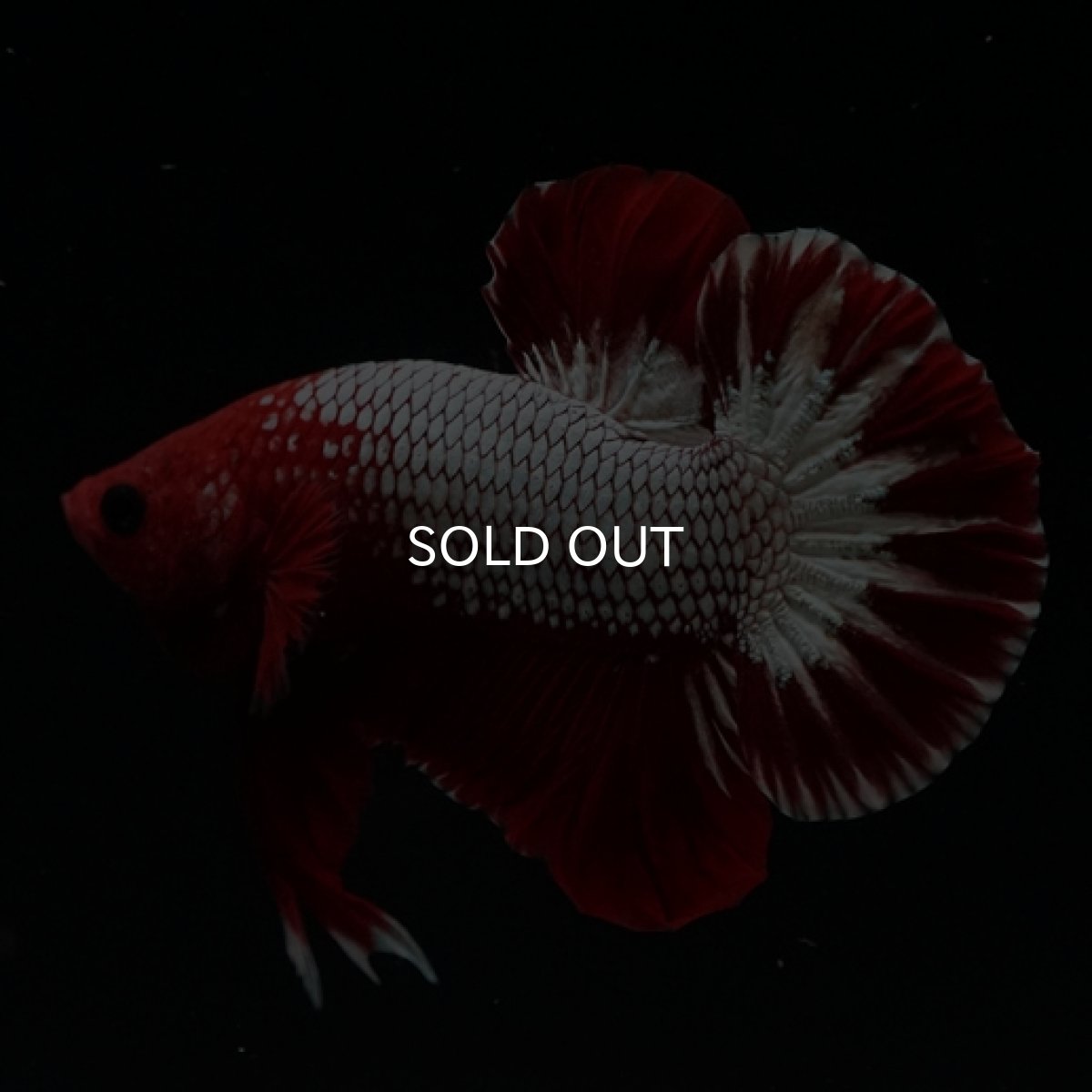 画像4: HMPK　ヘルボーイ　ホワイトスケール (4)