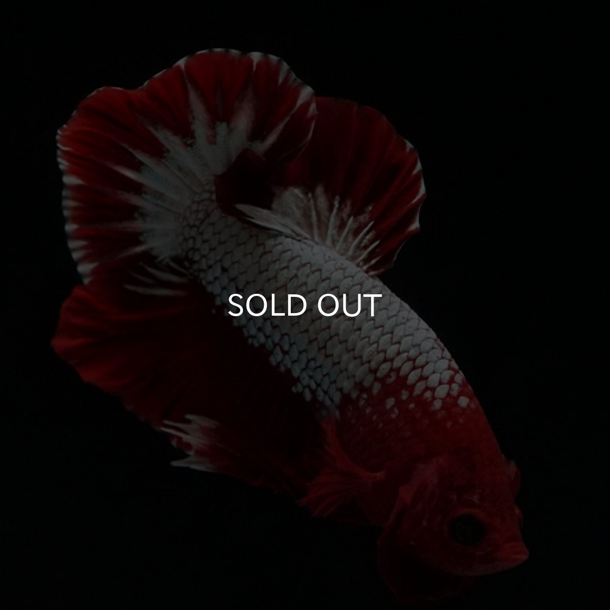 画像3: HMPK　ヘルボーイ　ホワイトスケール (3)