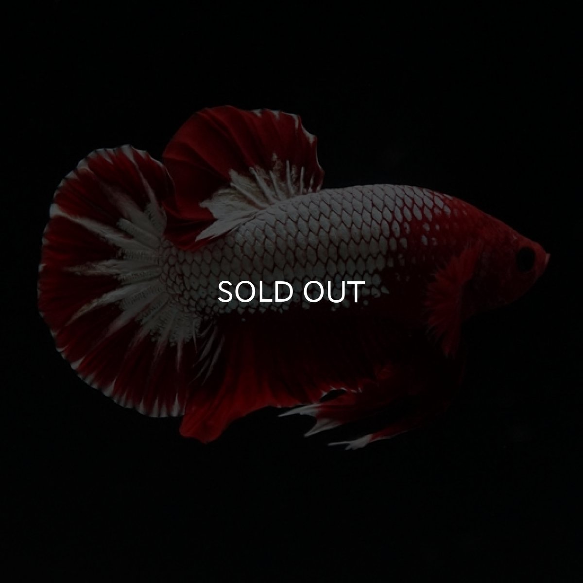 画像2: HMPK　ヘルボーイ　ホワイトスケール (2)