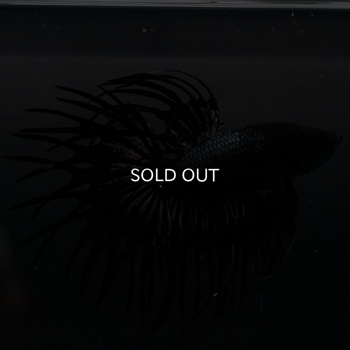 画像7: CT ブラックカッパー (7)