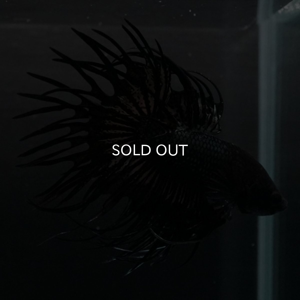 画像6: CT ブラックカッパー (6)