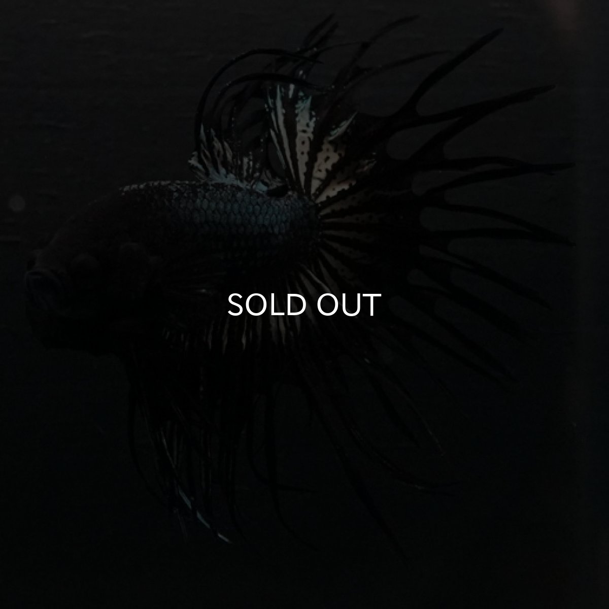 画像5: CT ブラックカッパー (5)