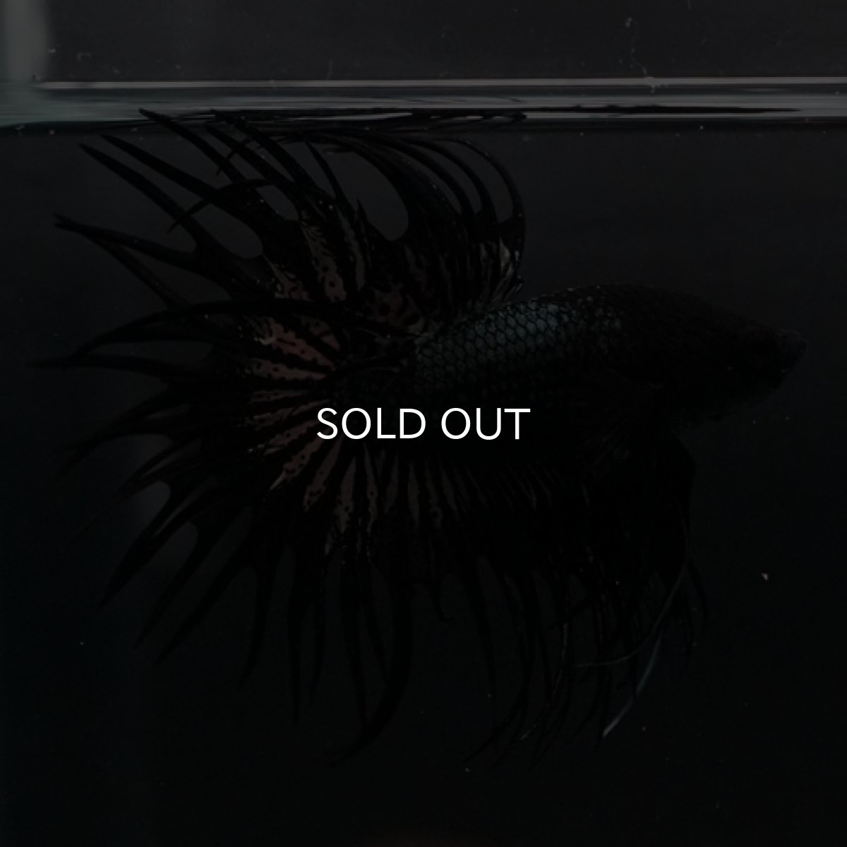 画像4: CT ブラックカッパー (4)