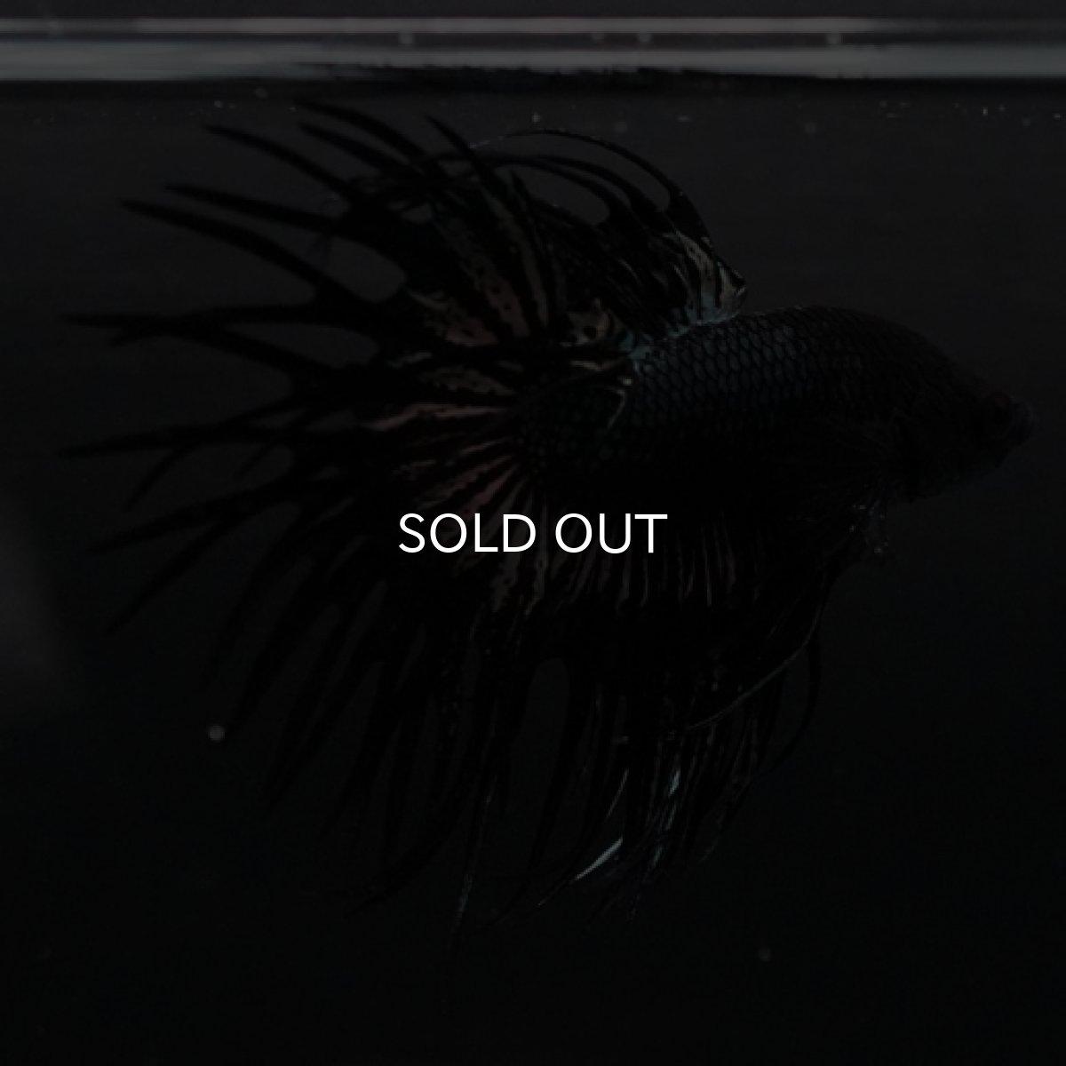 画像3: CT ブラックカッパー (3)