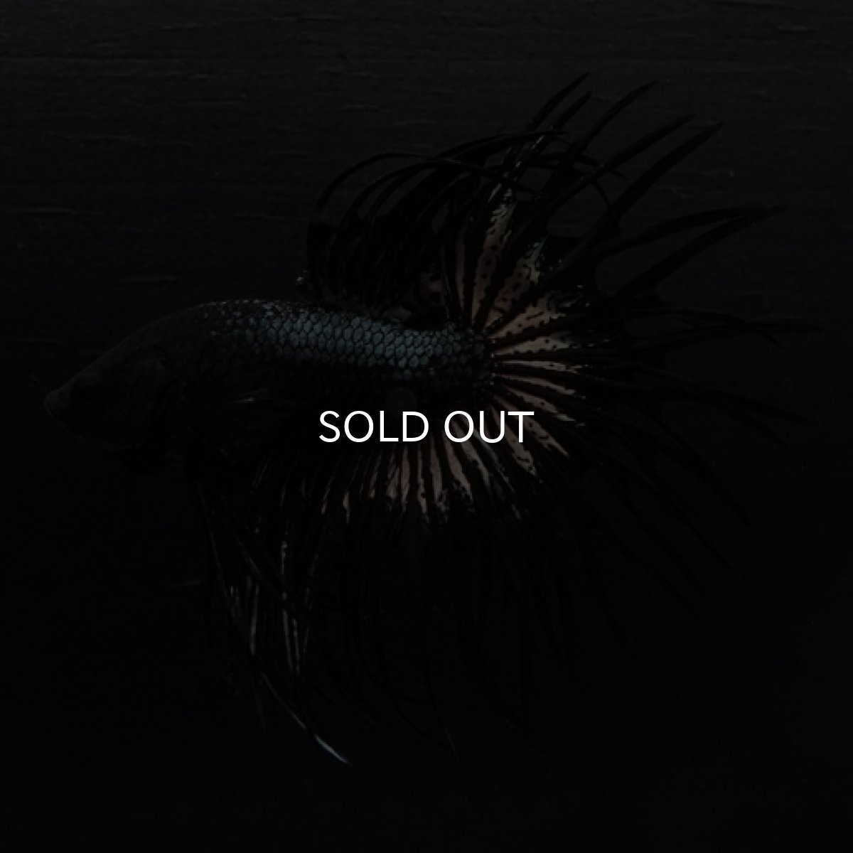 画像2: CT ブラックカッパー (2)