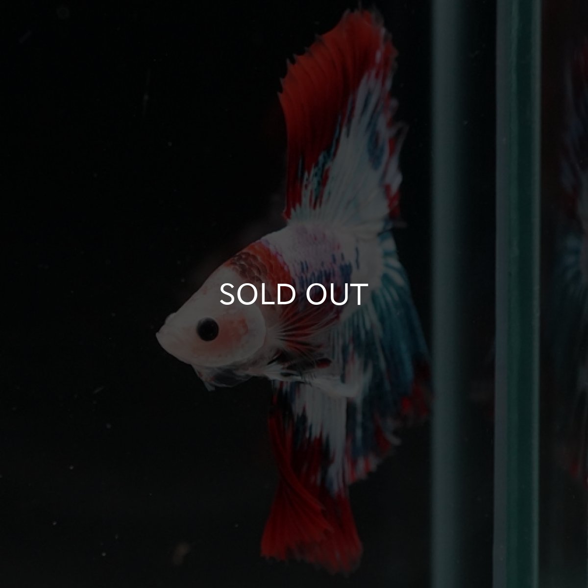 画像8: HM ファンシー (8)