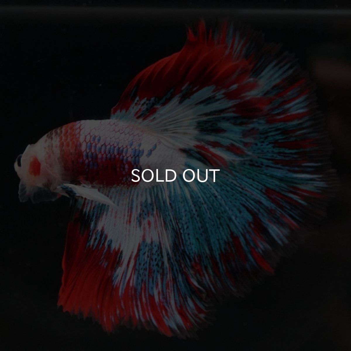 画像7: HM ファンシー (7)