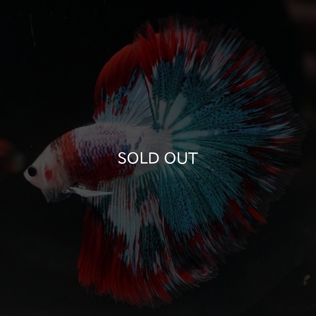 画像6: HM ファンシー (6)