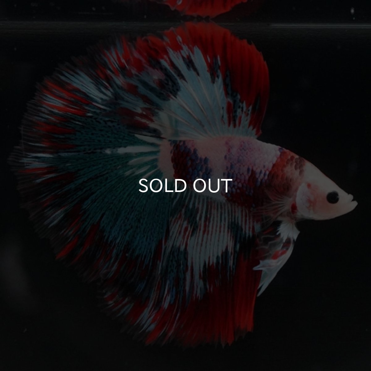 画像5: HM ファンシー (5)