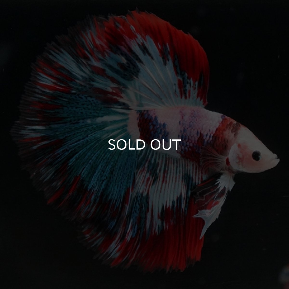 画像4: HM ファンシー (4)