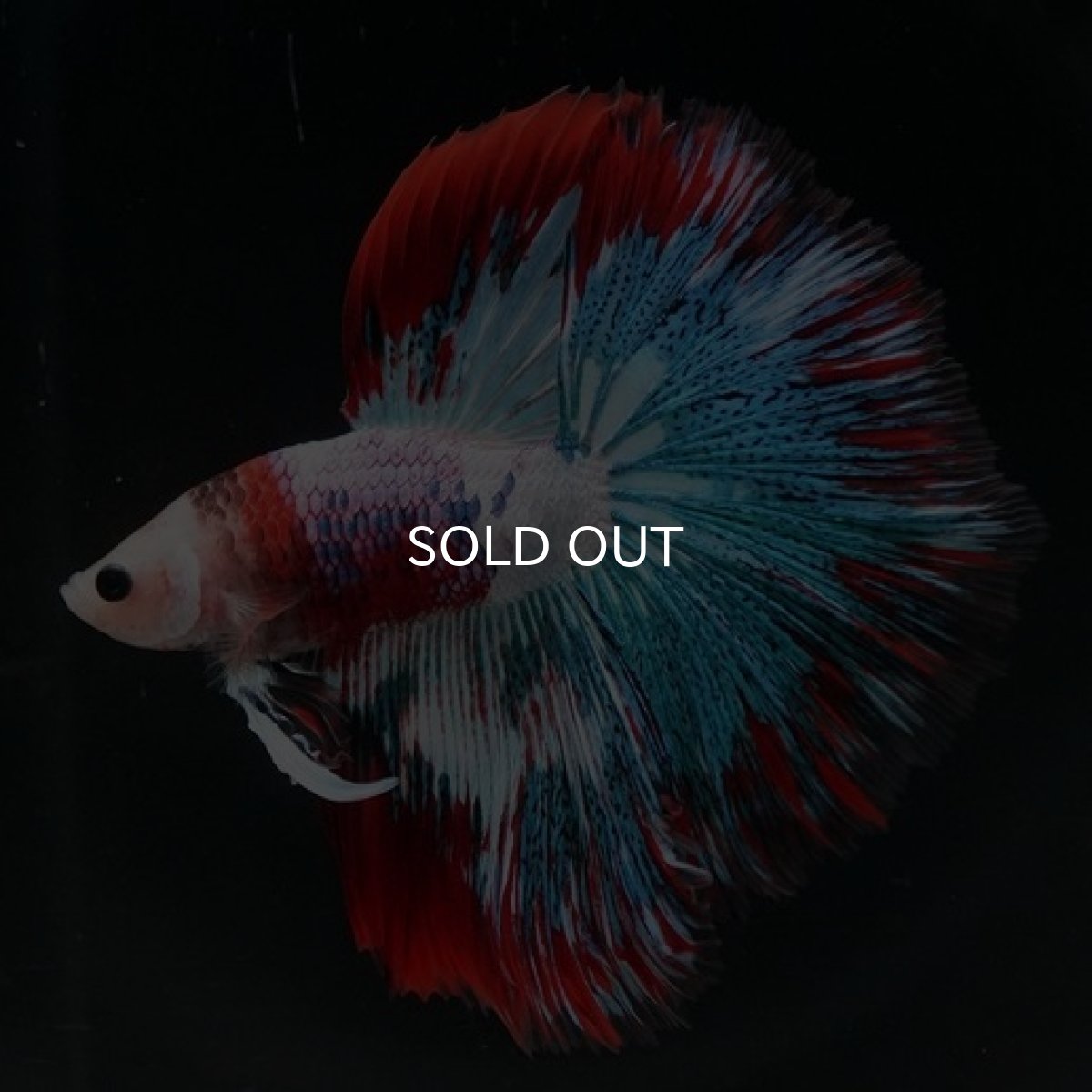 画像3: HM ファンシー (3)