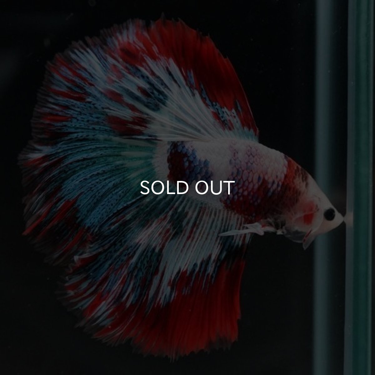 画像2: HM ファンシー (2)