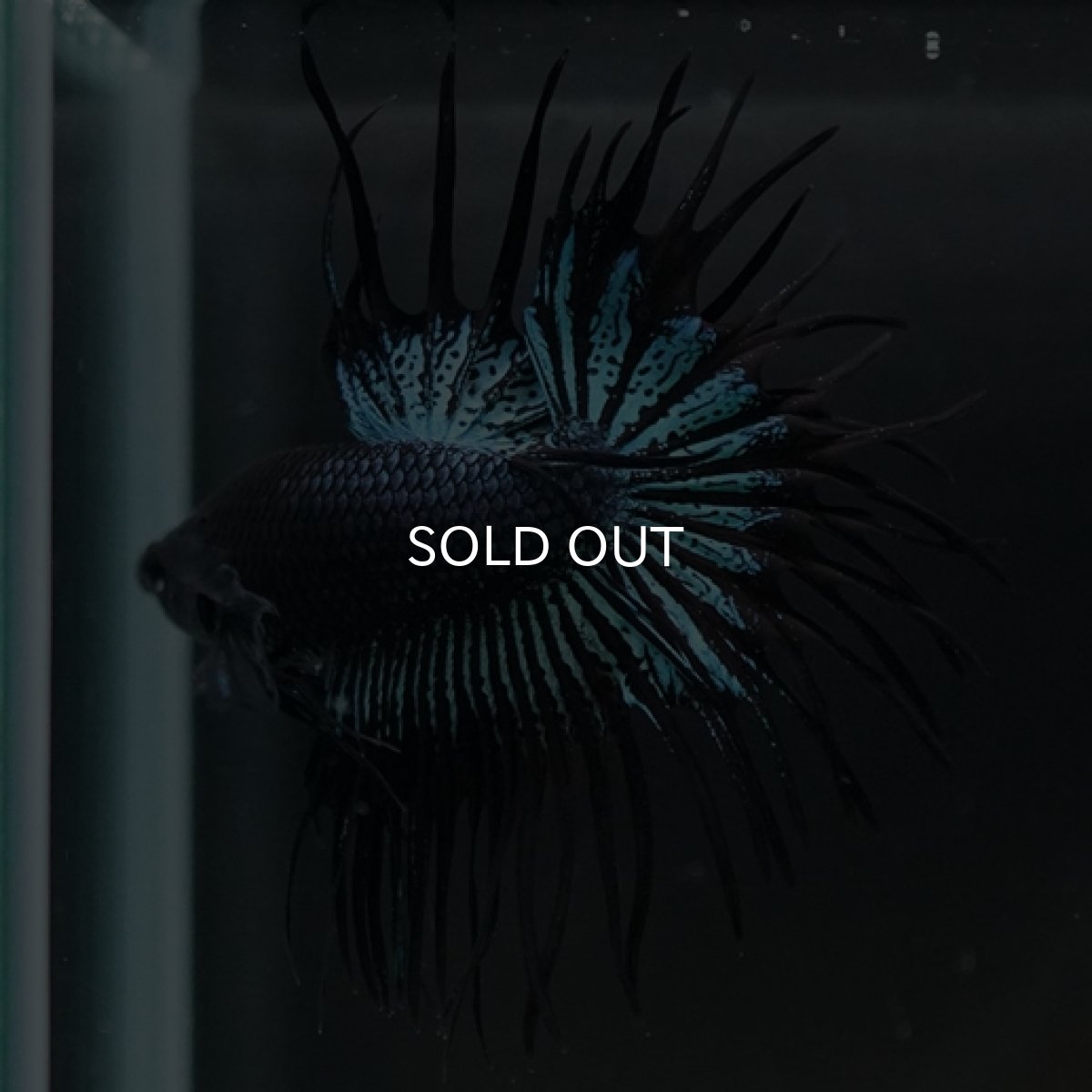 画像7: CT ブラックオーキッド (7)