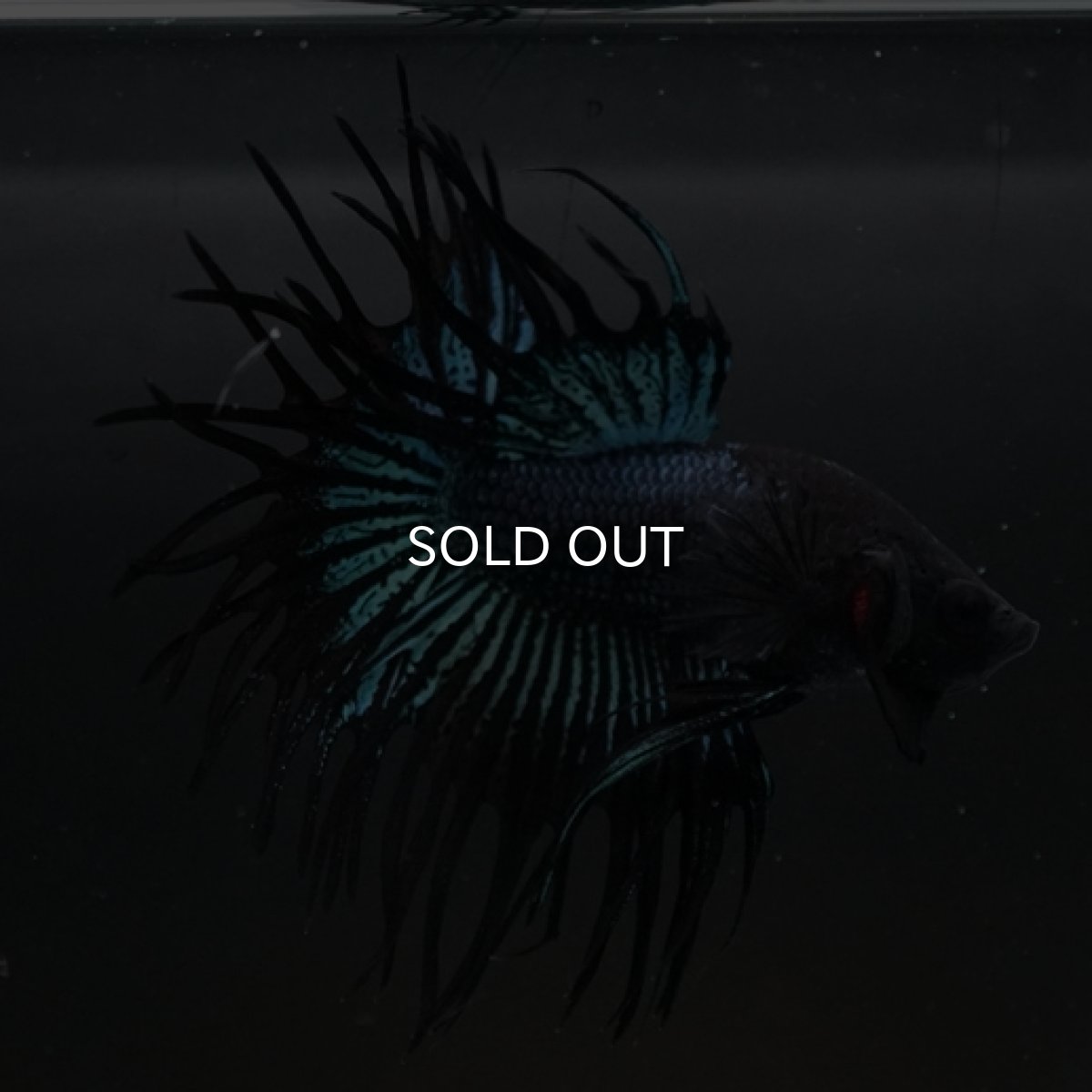 画像6: CT ブラックオーキッド (6)