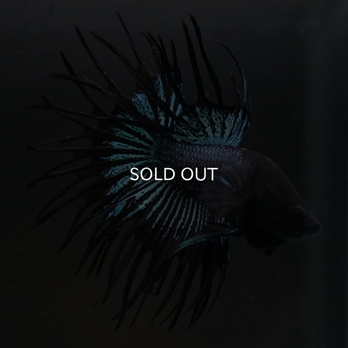 画像5: CT ブラックオーキッド (5)