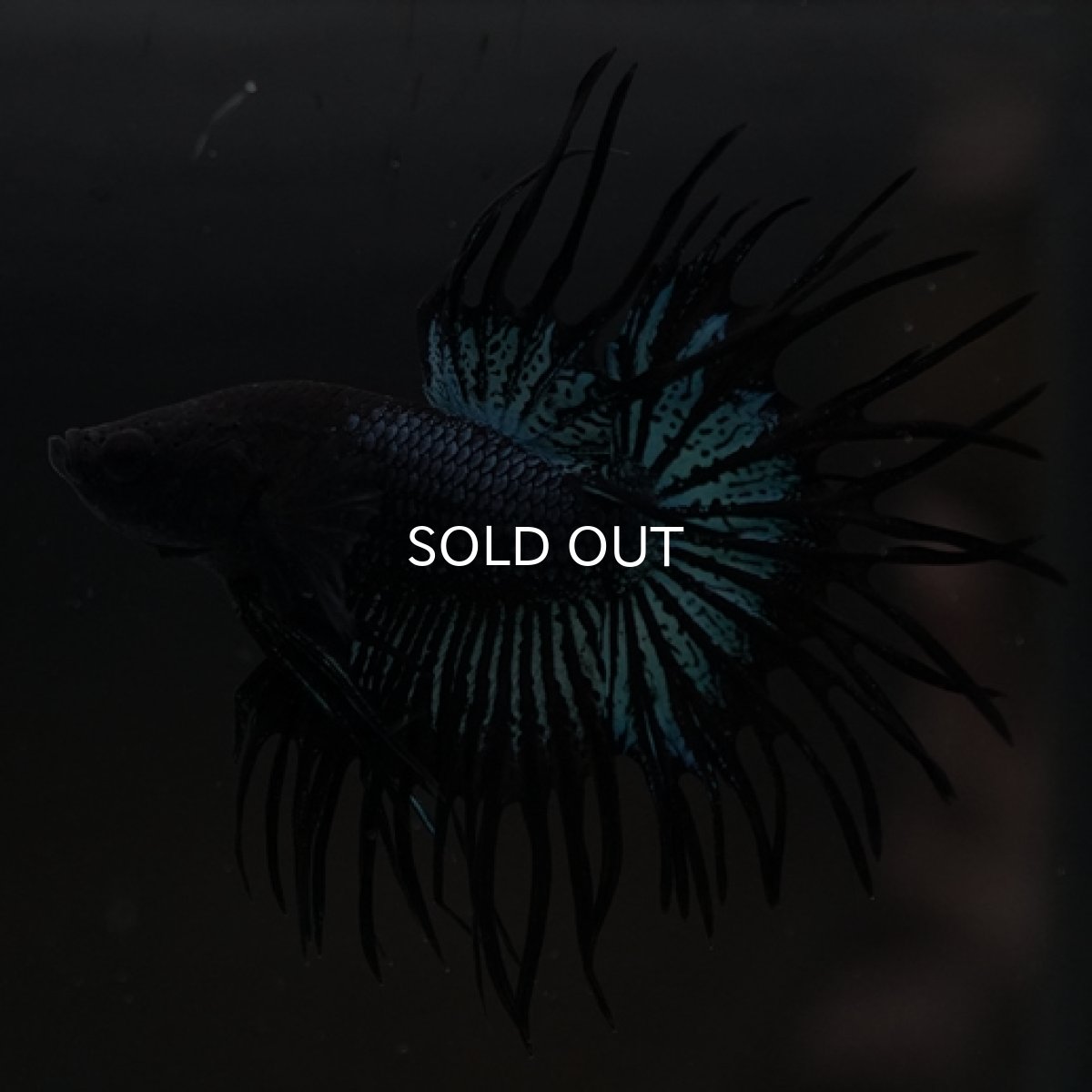 画像4: CT ブラックオーキッド (4)