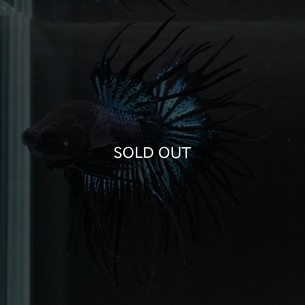 画像3: CT ブラックオーキッド (3)