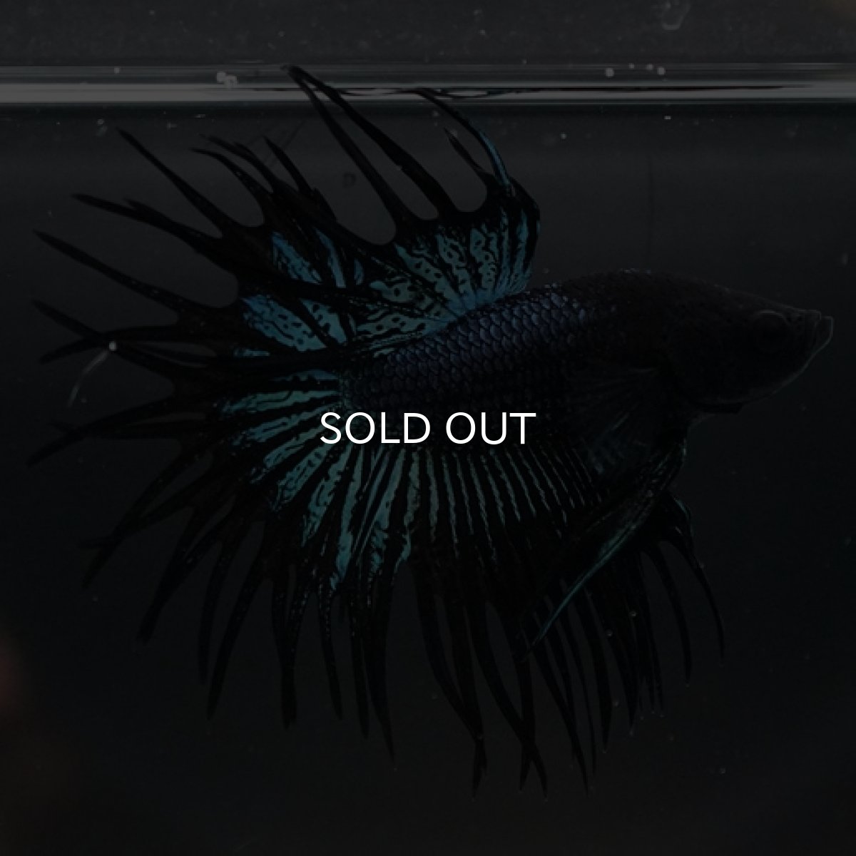 画像2: CT ブラックオーキッド (2)