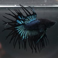 画像2: CT　ブラックオーキッド (2)