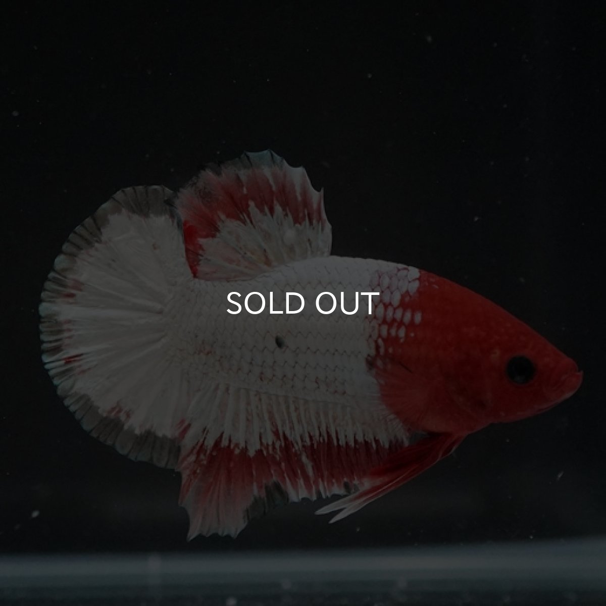 画像10: HMPK　オレンジファンシー (10)