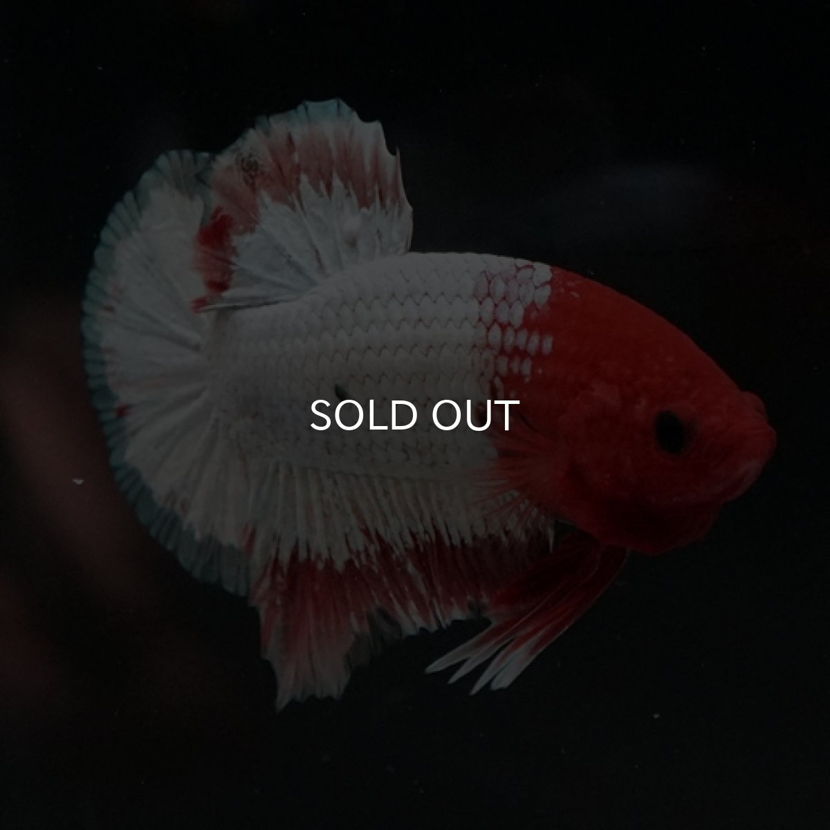 画像9: HMPK　オレンジファンシー (9)