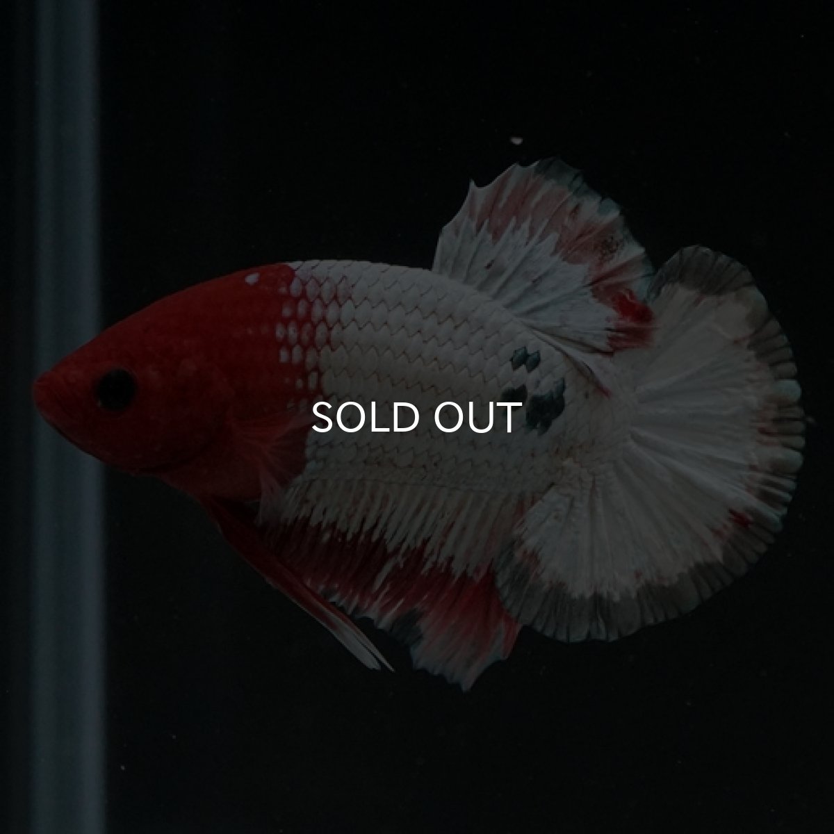 画像8: HMPK　オレンジファンシー (8)