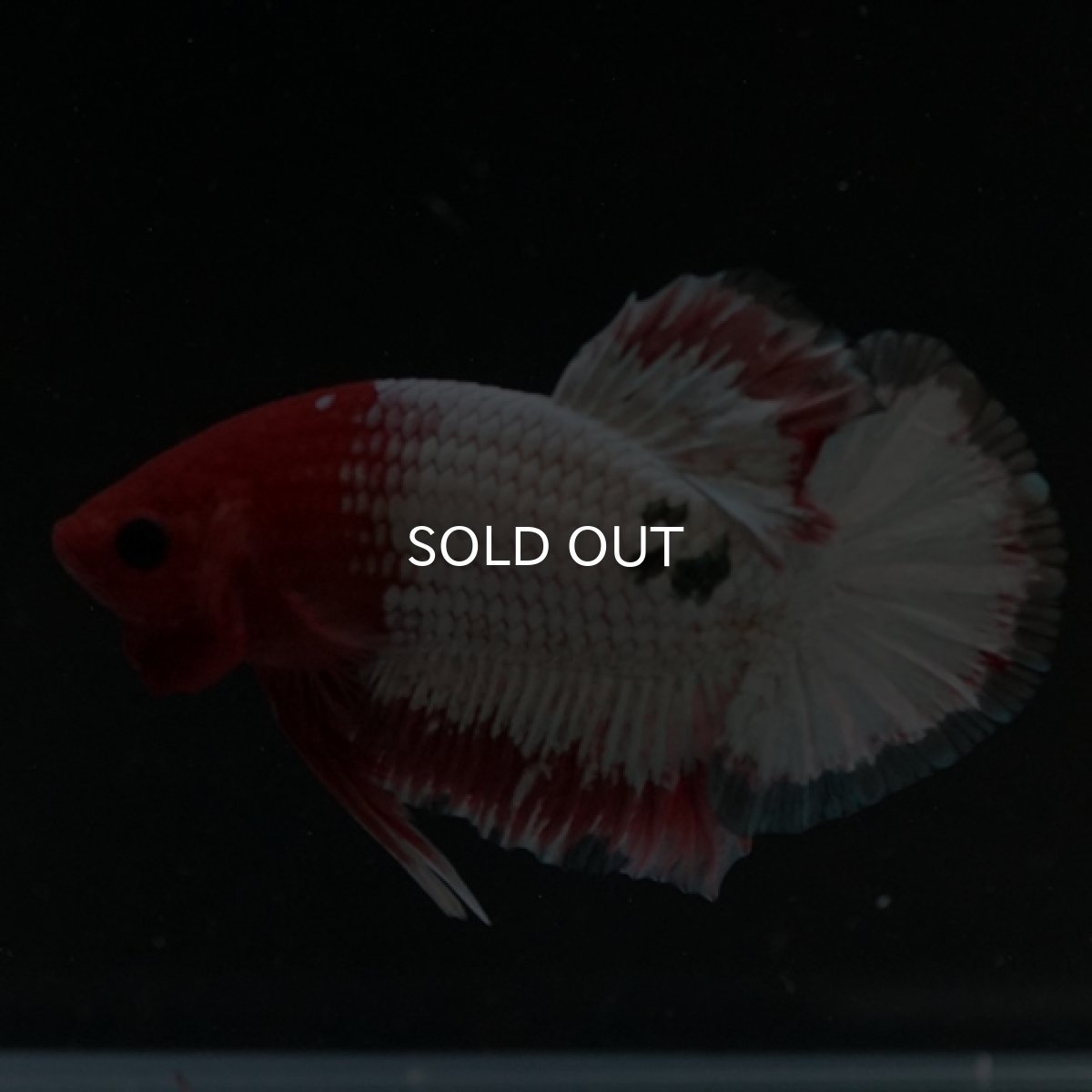 画像7: HMPK　オレンジファンシー (7)