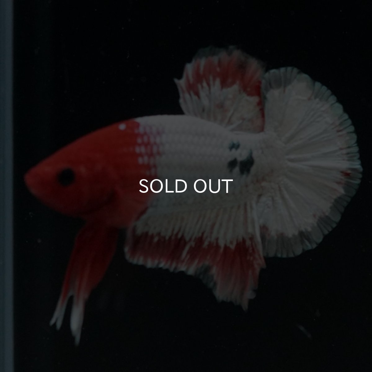 画像6: HMPK　オレンジファンシー (6)