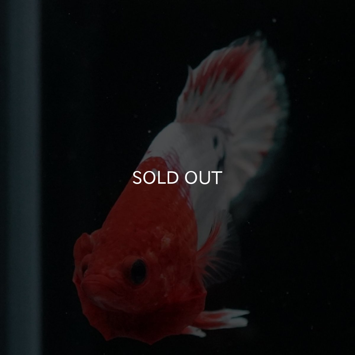 画像5: HMPK　オレンジファンシー (5)