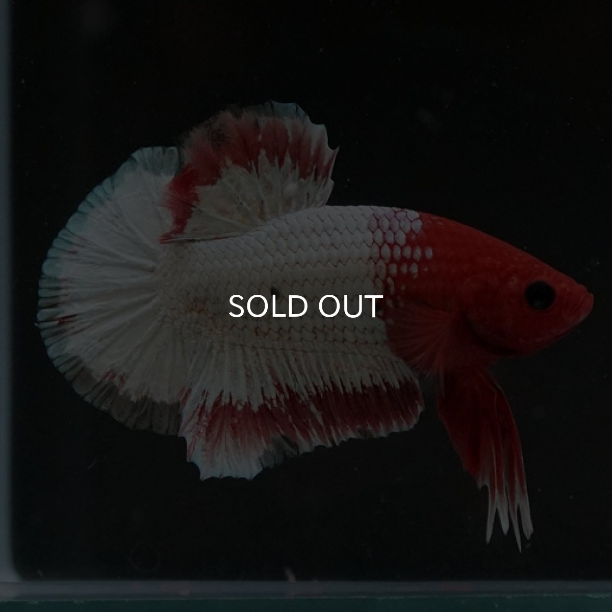 画像2: HMPK　オレンジファンシー (2)