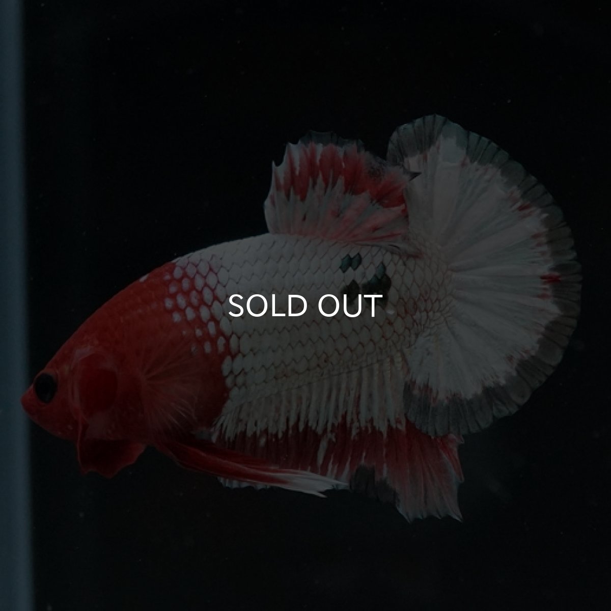 画像4: HMPK　オレンジファンシー (4)