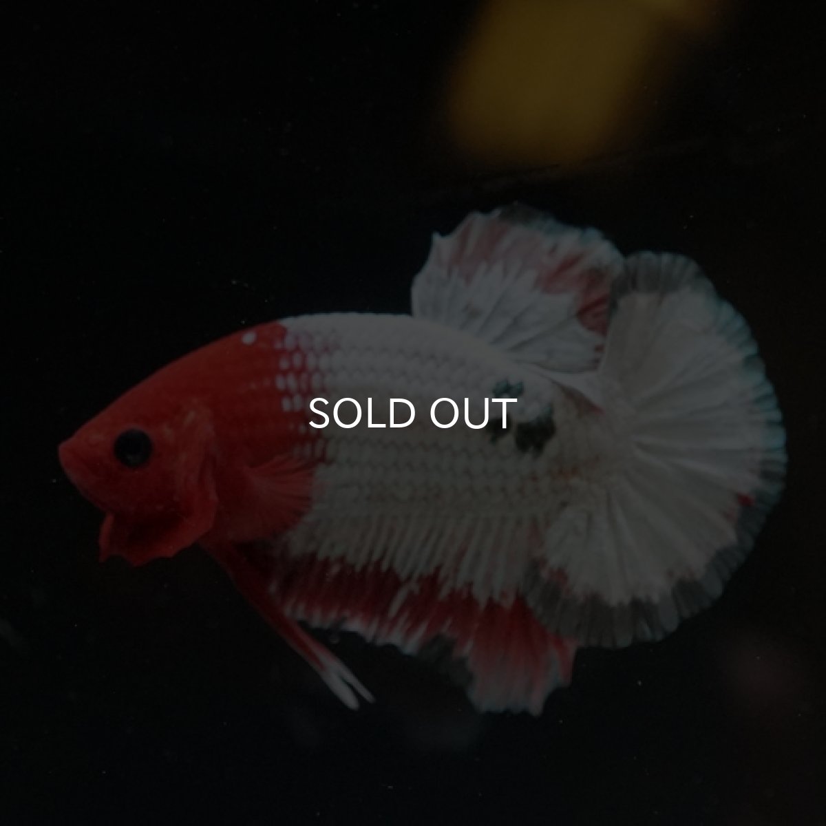 画像3: HMPK　オレンジファンシー (3)