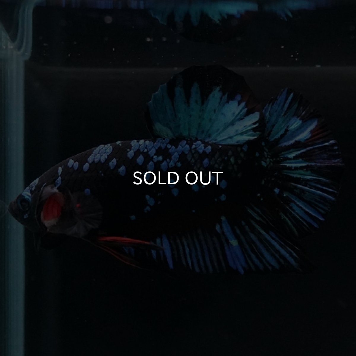 画像13: HMPK　ブルーブラックギャラクシー (13)