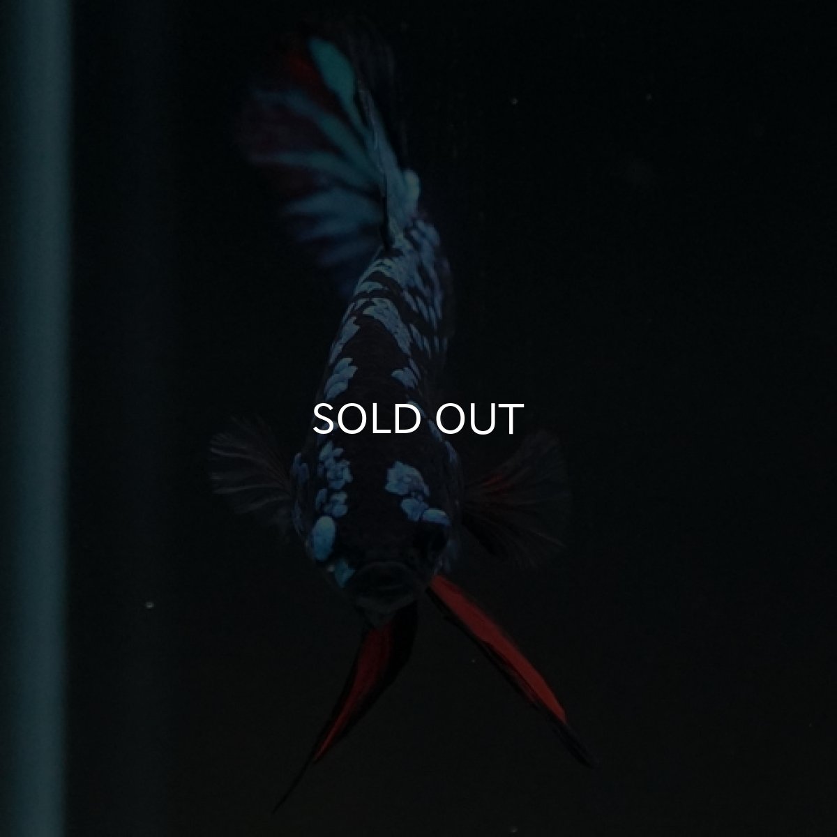 画像12: HMPK　ブルーブラックギャラクシー (12)