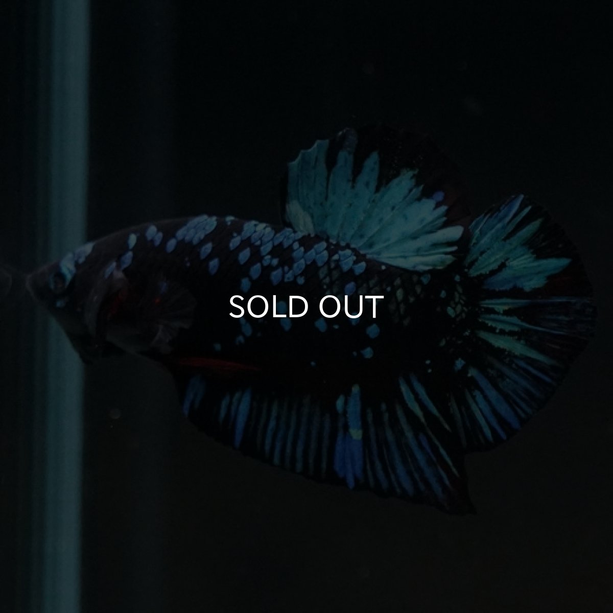 画像10: HMPK　ブルーブラックギャラクシー (10)