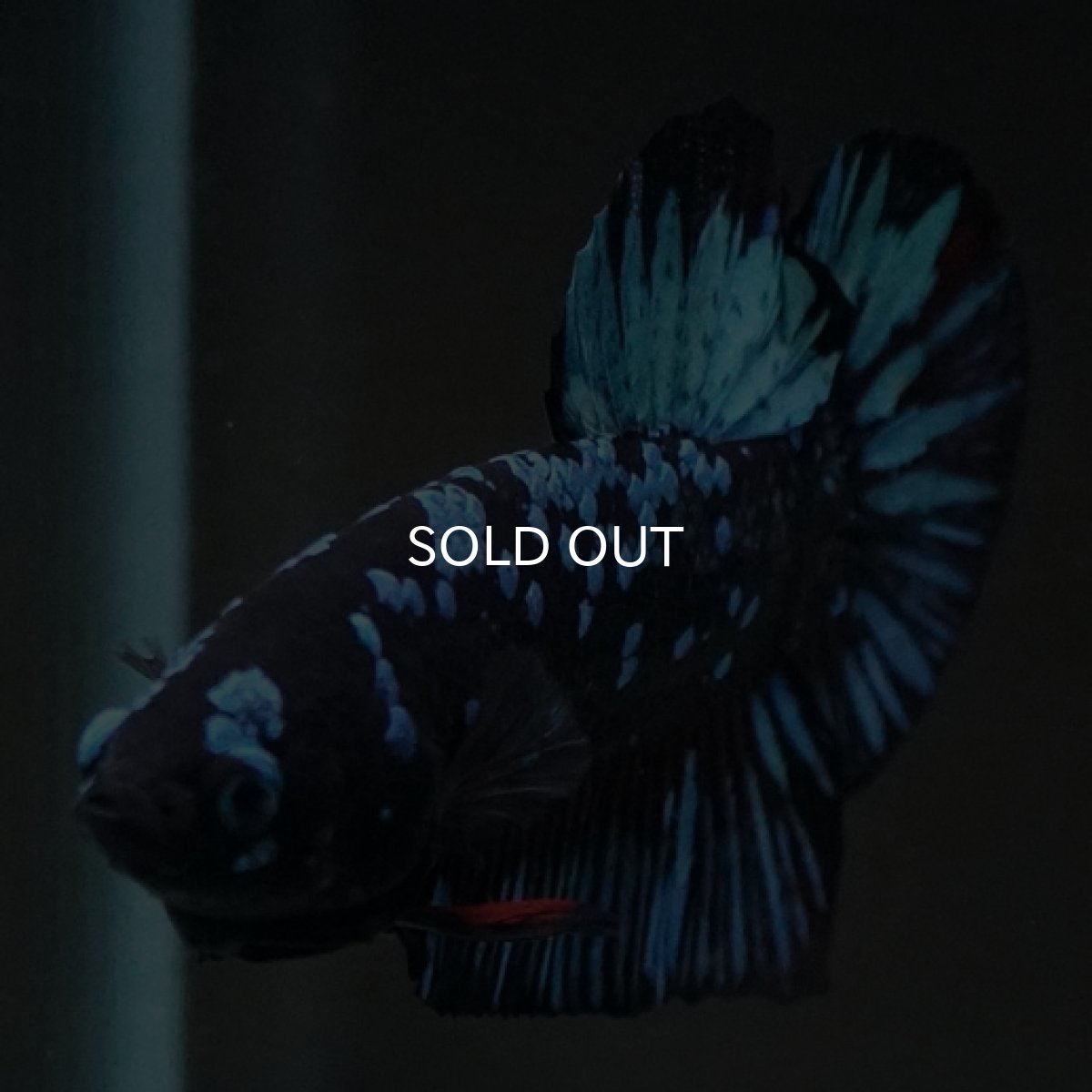 画像9: HMPK　ブルーブラックギャラクシー (9)