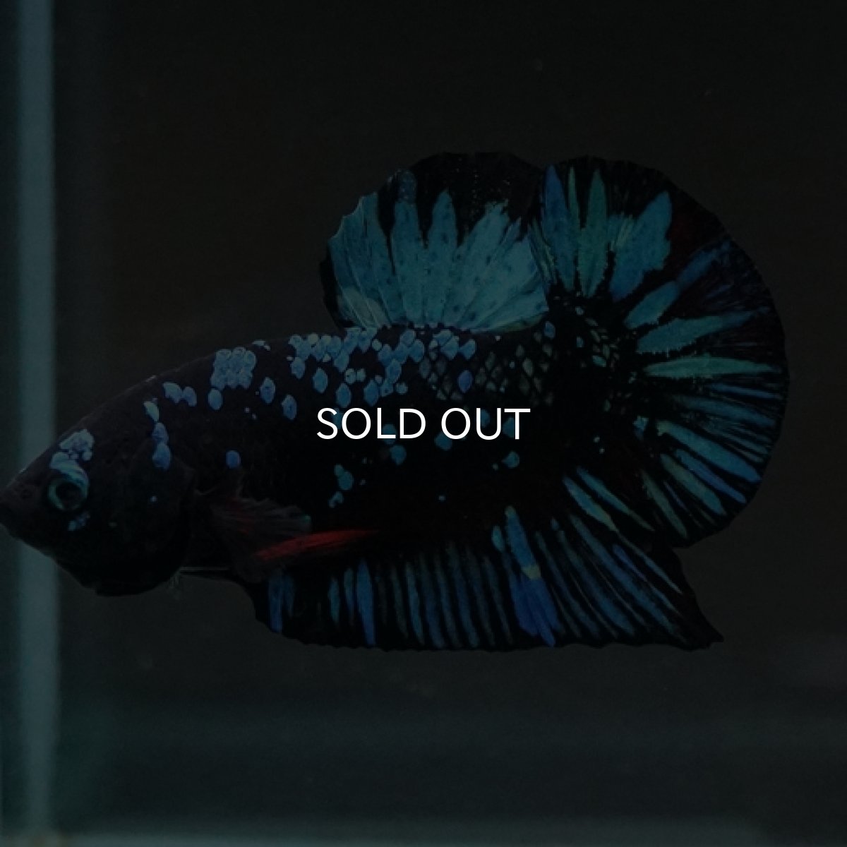 画像8: HMPK　ブルーブラックギャラクシー (8)