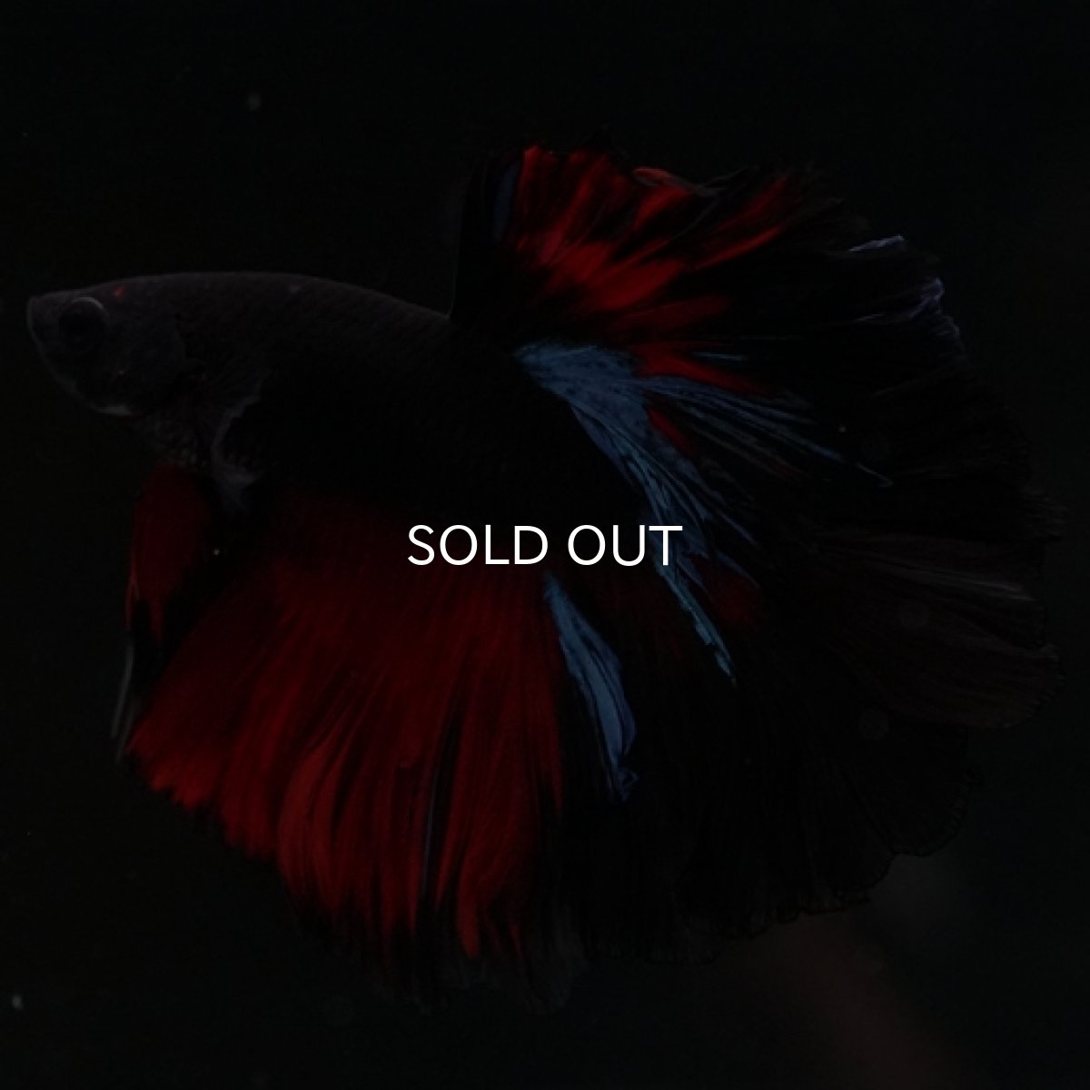 画像8: HM ブラックスター ローズテール (8)