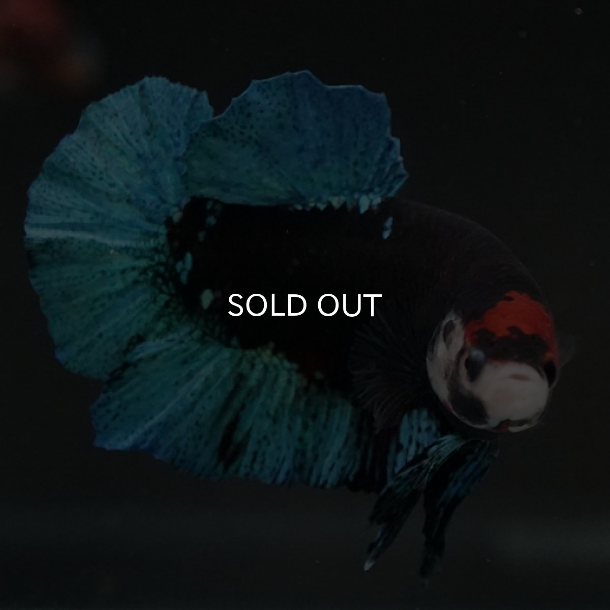 画像6: HMPK　鯉　変わり柄 (6)