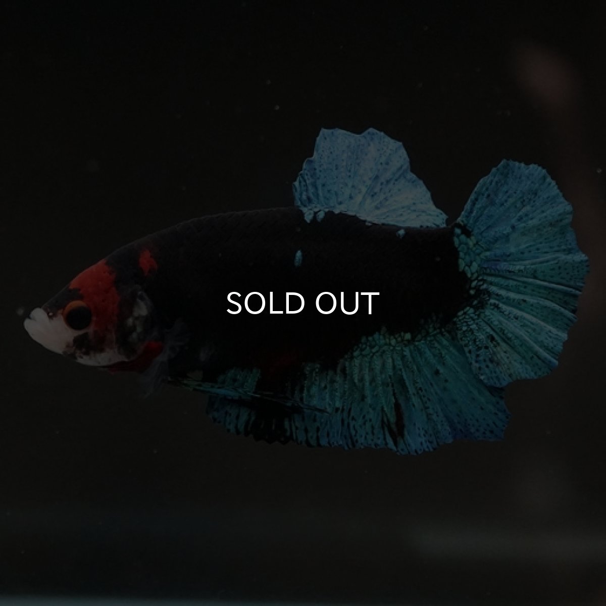 画像4: HMPK　鯉　変わり柄 (4)