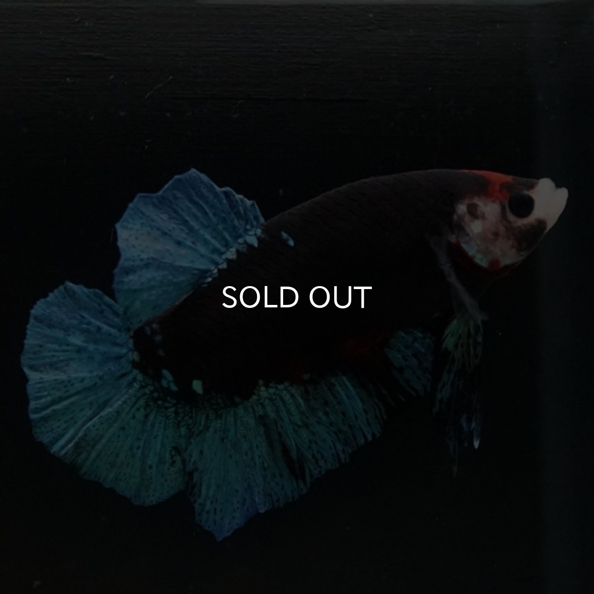 画像11: HMPK　鯉　変わり柄 (11)