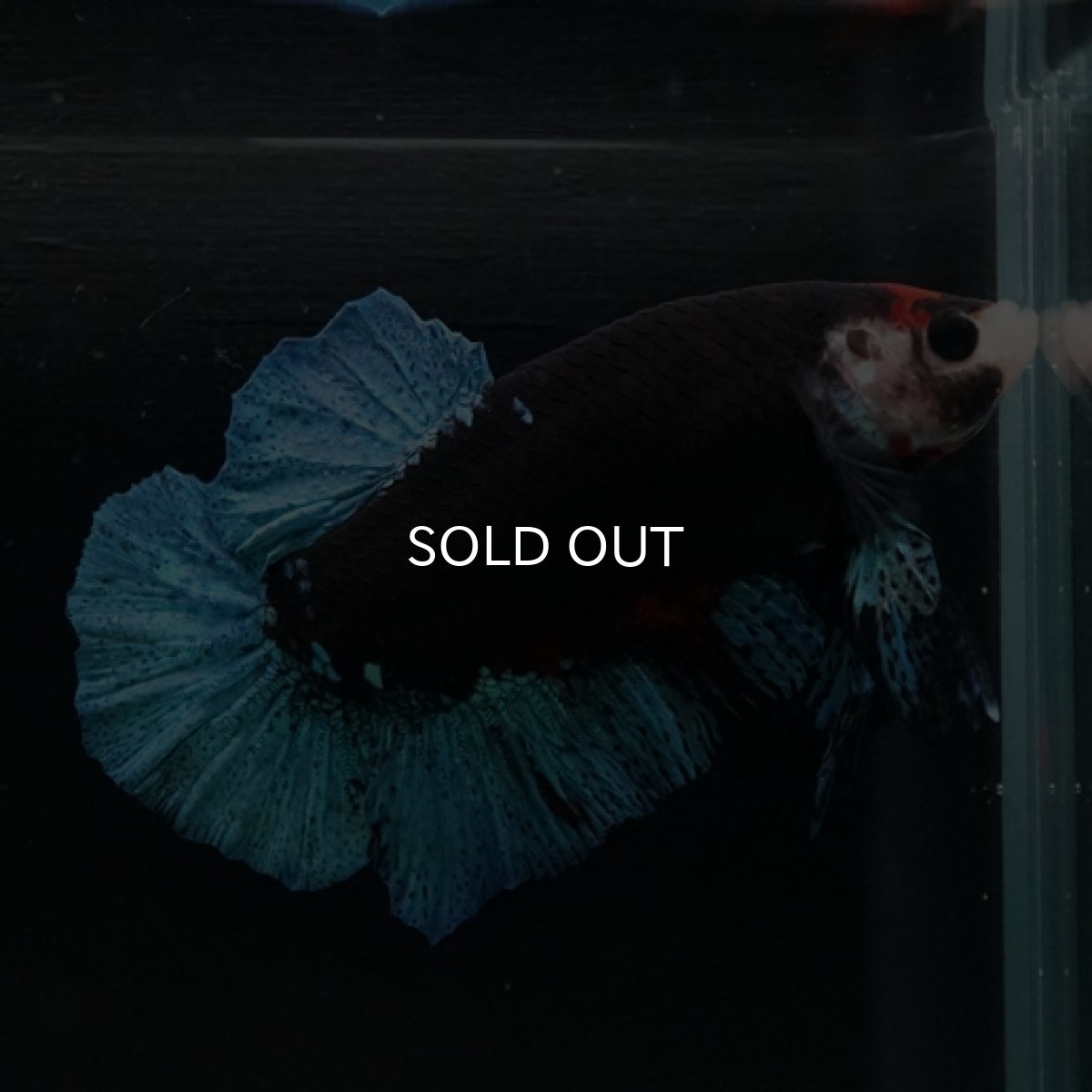 画像10: HMPK　鯉　変わり柄 (10)